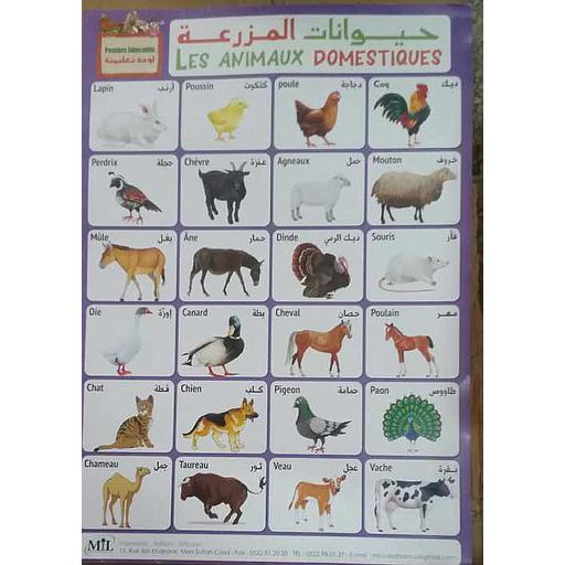 5B4845D20D984D988D8ADD8A7D8AA20D8AAD8B9D984D98AD985D98AD8A920D8ADD98AD988D8A7D986D8A7D8AA20D8A7D984D985D8B2D8B1D8B9D8A920Posters20Educatifs20Les20Animaux20Domestiques.jpg لوحات تعليمية حيوانات المزرعة Posters Educatifs Les Animaux Domestiques – Image 1